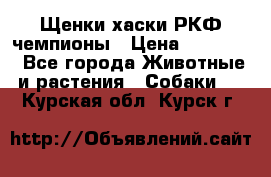 Щенки хаски РКФ чемпионы › Цена ­ 90 000 - Все города Животные и растения » Собаки   . Курская обл.,Курск г.